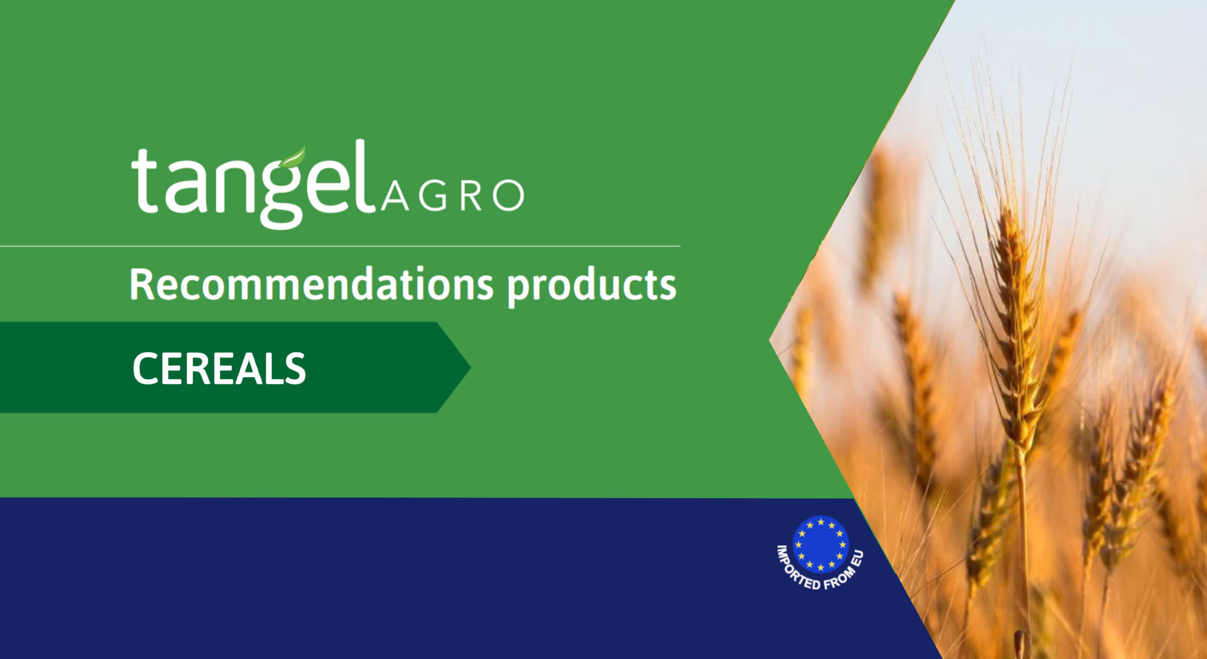 crops cereals 01 e1728292694197