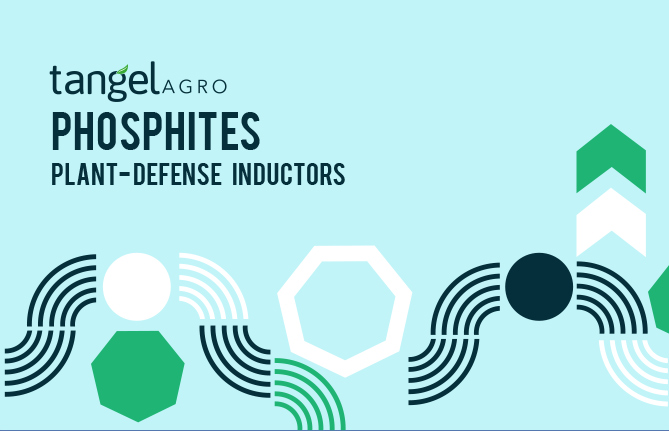 ta brochures thumb phosphytes