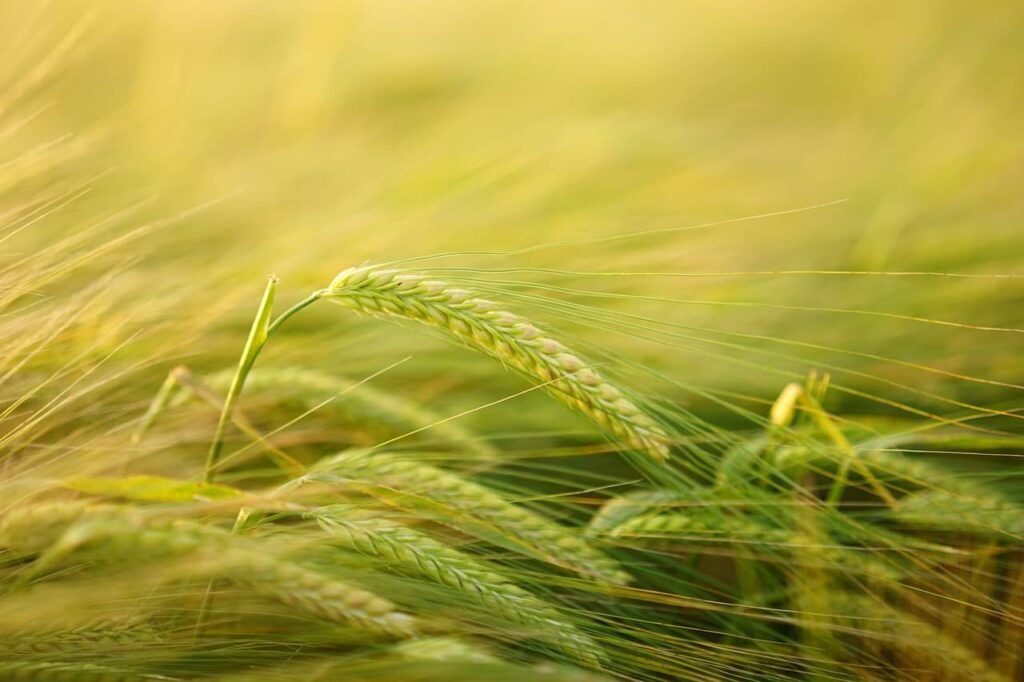 copper sulphate agriculture grade