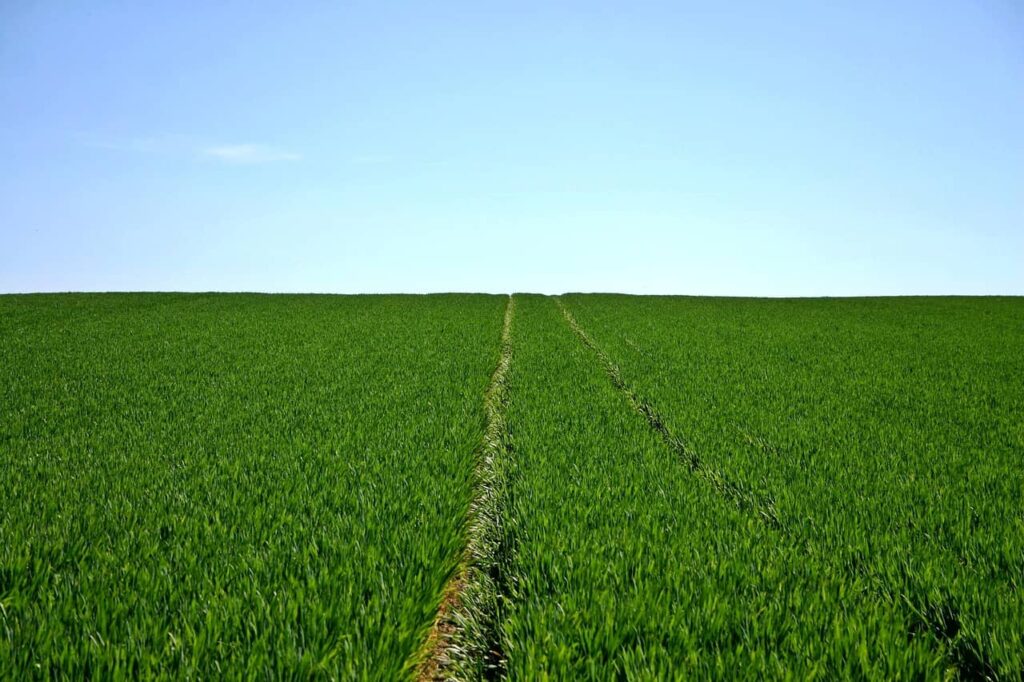 fertilizers for crops