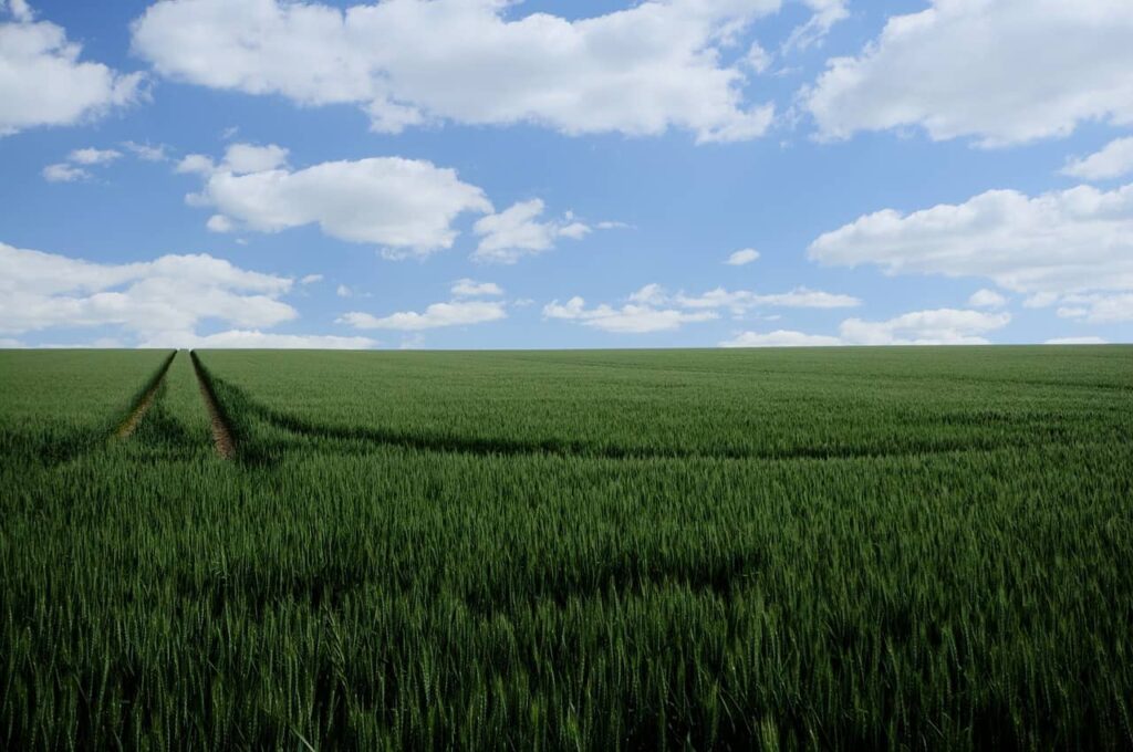 fertilizers for crops