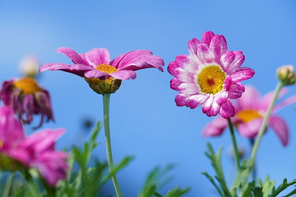 Flowering and fruit setting