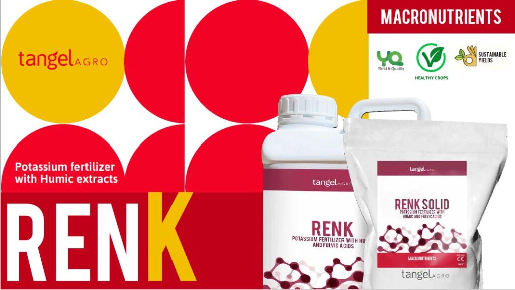 RENK RENK SOLID
