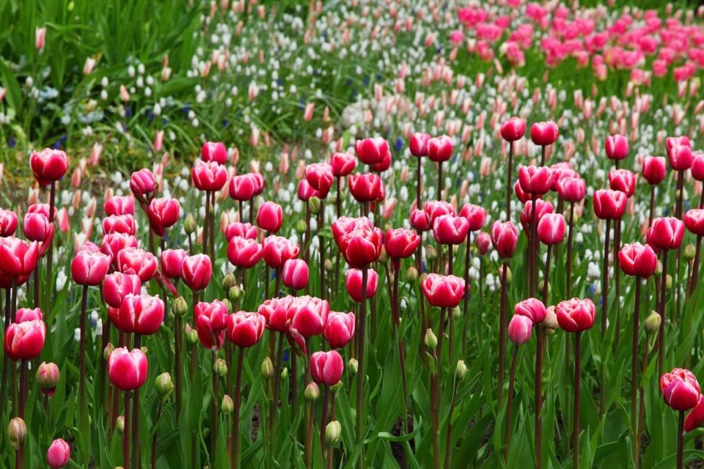 natural plant protection