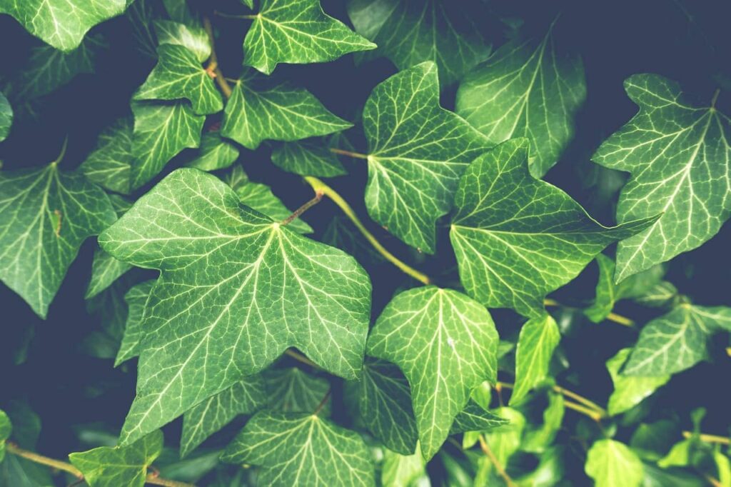 plant immune system enhancer