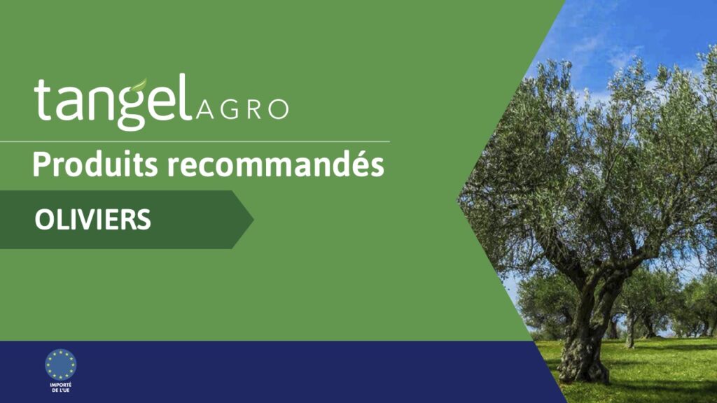 ta fr country recommendations olive trees compressed