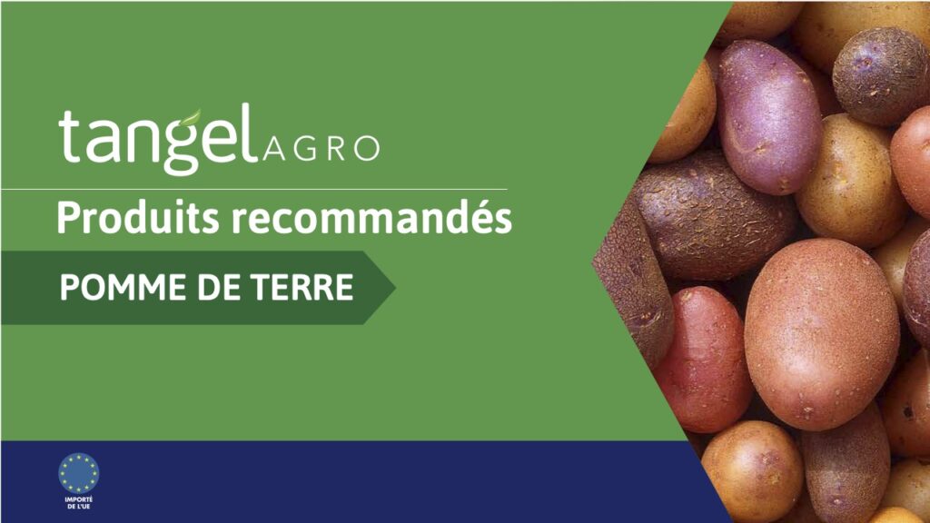 ta fr country recommendations potatoes compressed