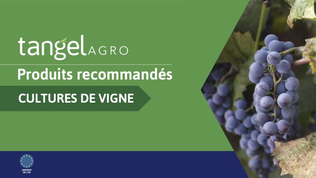 ta fr country recommendations vine compressed