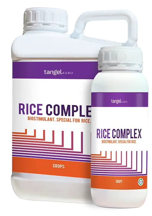 rice complex