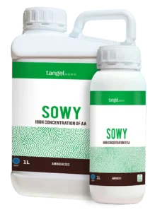 Sowy
