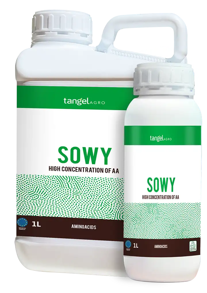 Sowy