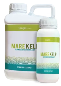 MARE KELP