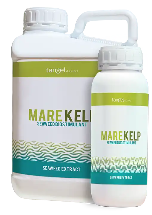 MARE KELP