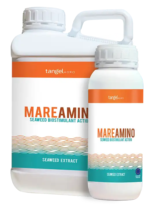 ta_packing_1L_5L_mare_amino