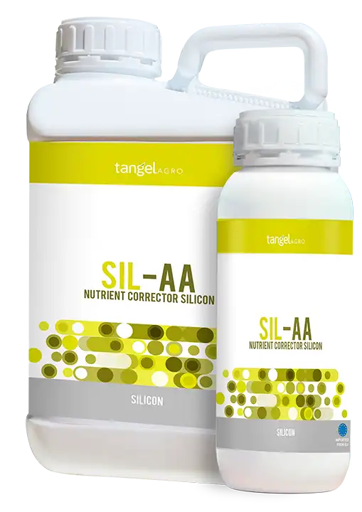 ta_packing_1L_5L_sil_aa