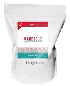 mare solid