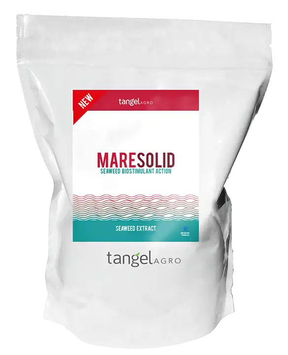 mare solid