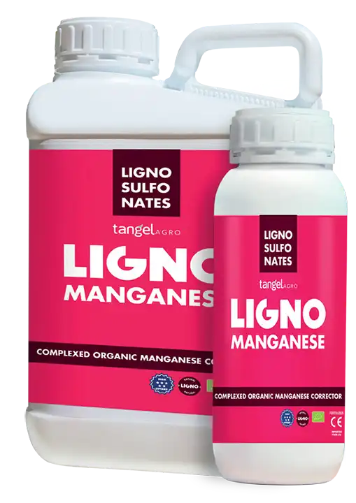 Ligno Mn