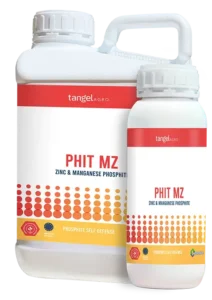 PHIT MZ