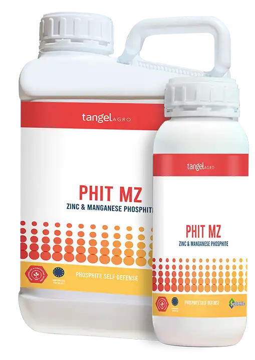 PHIT MZ