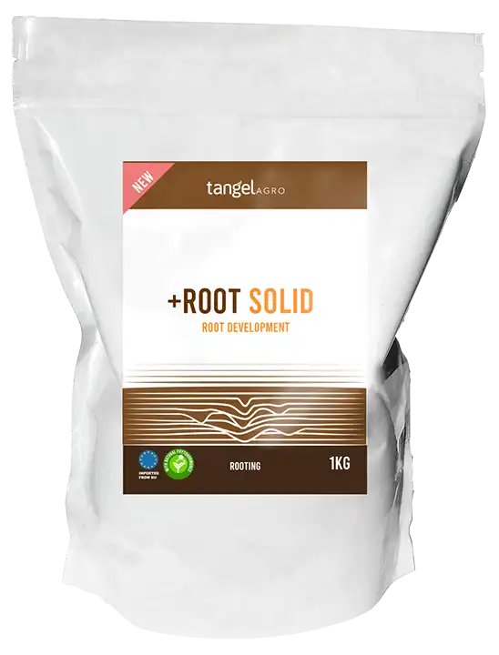 +ROOT SOLID