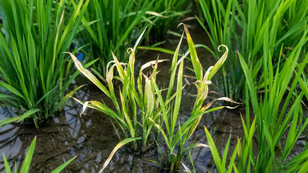 Calcium Deficiency Symptoms in Rice: How to Identify, Diagnose and Correct the Problem