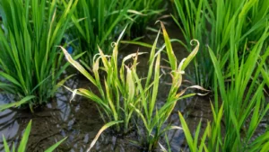 Blog 3 calcium deficiency symptoms in rice