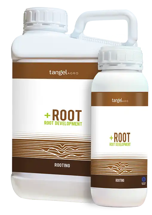 +root