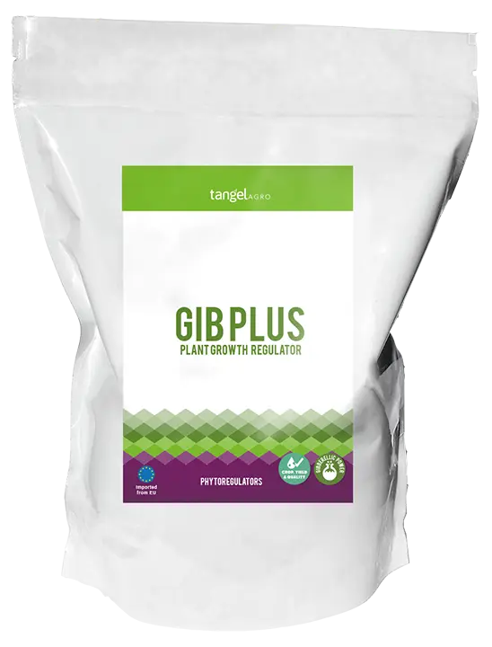 GIB PLUS
