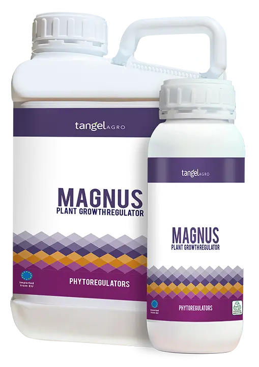 MAGNUS