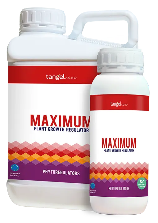 MAXIMUM