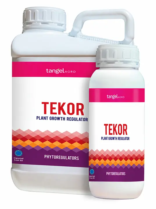 TEKOR