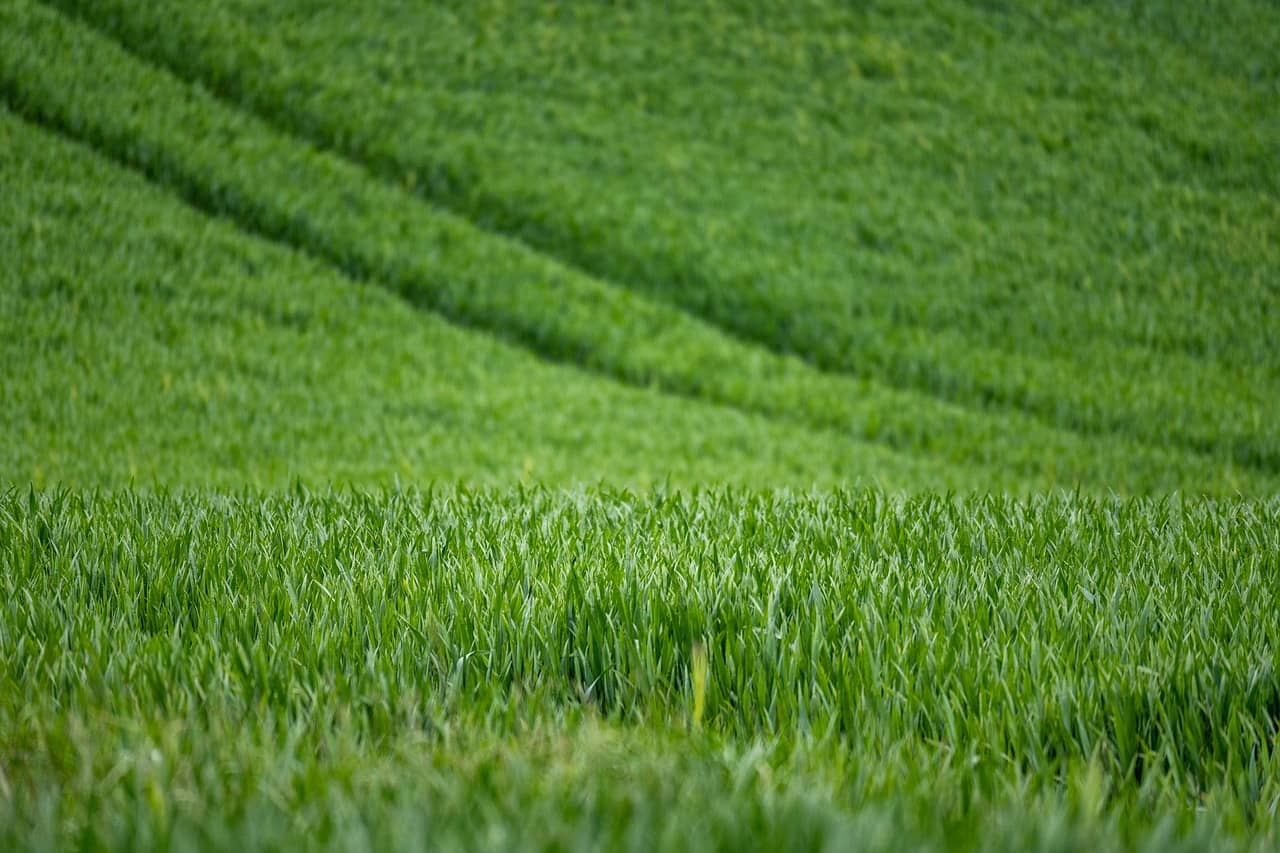 aminoacids for plants