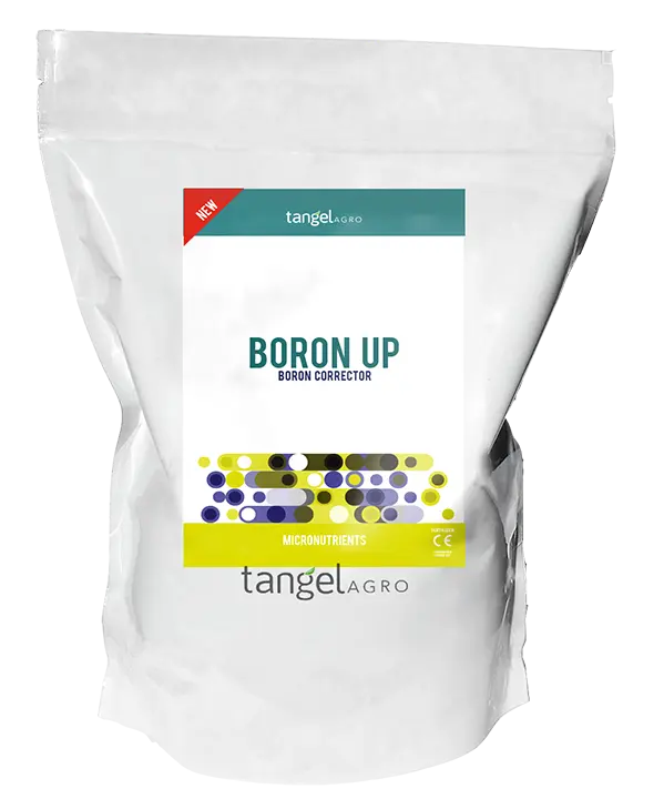 Boron Up