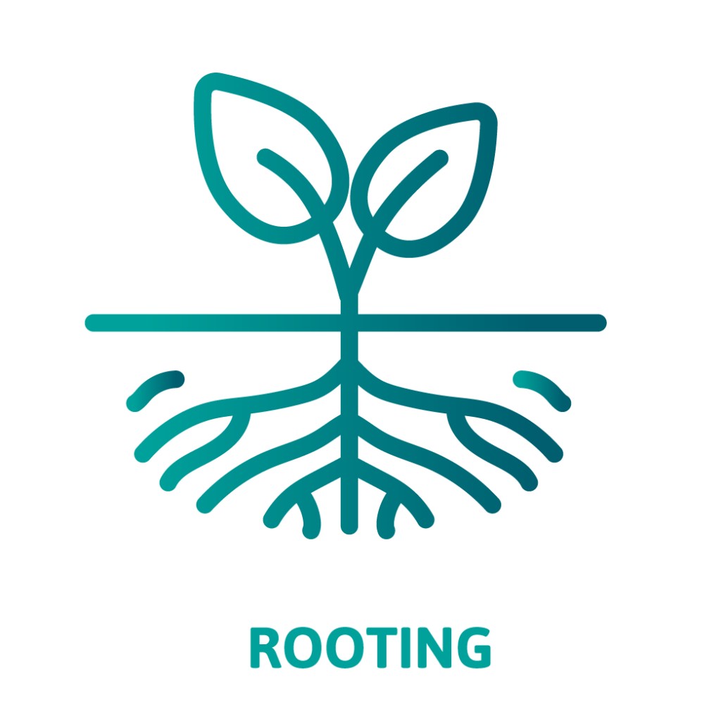 Rooting