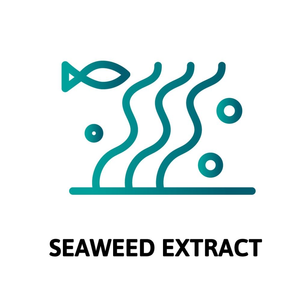 Seaweed Extract