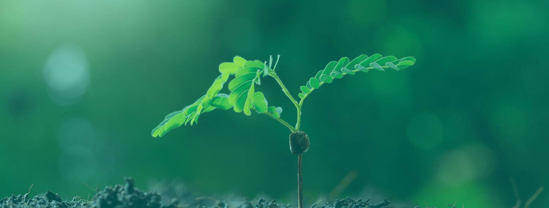 home footer banner 4